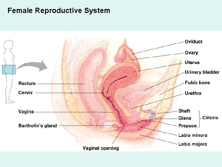 Female Reproductive System Female Reproductive System