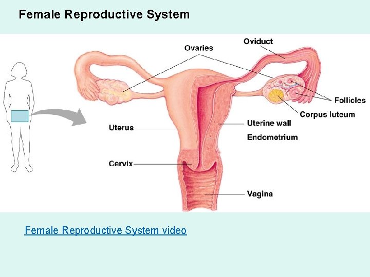 Female Reproductive System video Female Reproductive System video