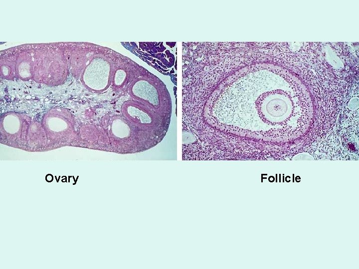 Ovary Follicle 