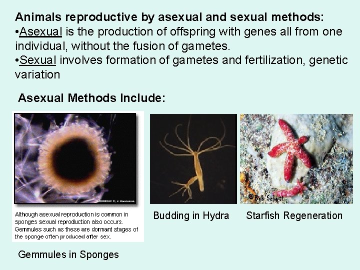 Animals reproductive by asexual and sexual methods: • Asexual is the production of offspring