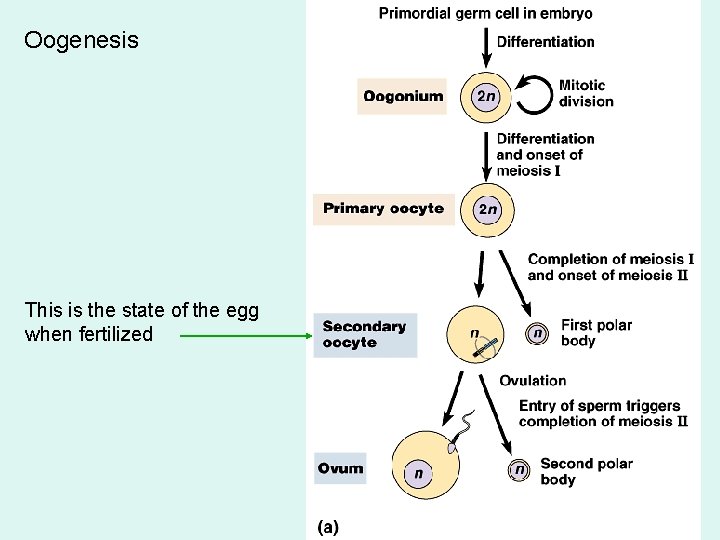 Oogenesis This is the state of the egg when fertilized 