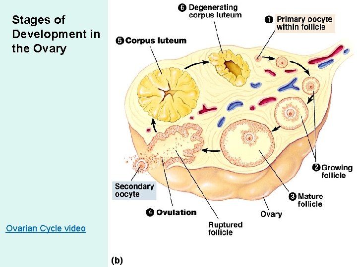 Stages of Development in the Ovary Ovarian Cycle video 