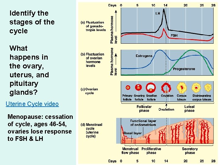 Identify the stages of the cycle What happens in the ovary, uterus, and pituitary Identify the stages of the cycle What happens in the ovary, uterus, and pituitary