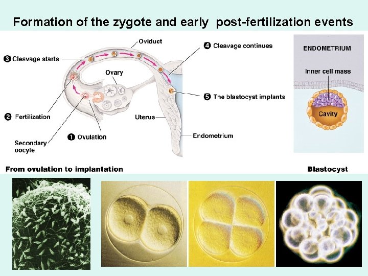 Formation of the zygote and early post-fertilization events 