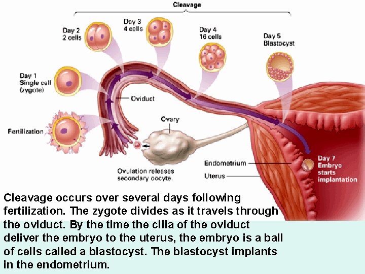 Cleavage occurs over several days following fertilization. The zygote divides as it travels through