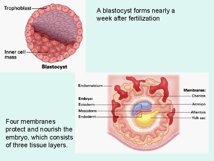 A blastocyst forms nearly a week after fertilization Four membranes protect and nourish the