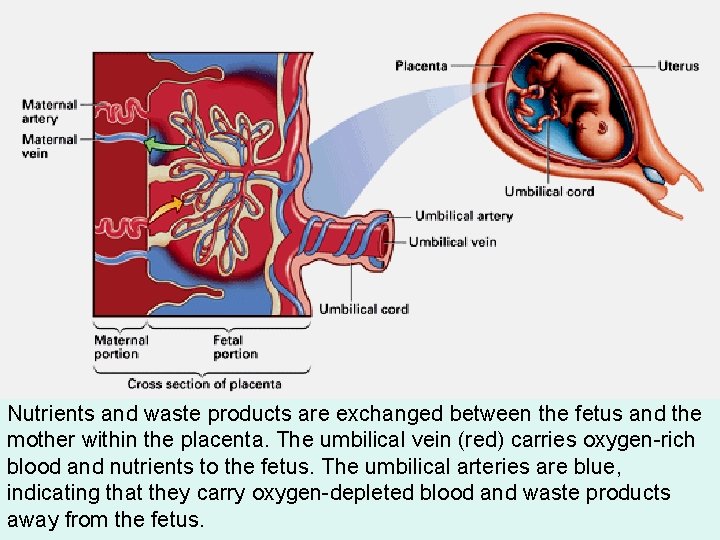 Nutrients and waste products are exchanged between the fetus and the mother within the