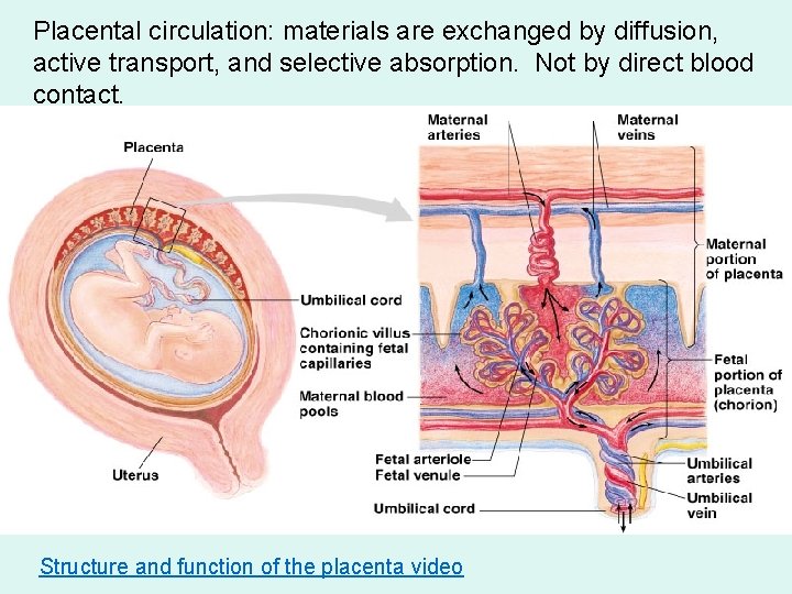Placental circulation: materials are exchanged by diffusion, active transport, and selective absorption. Not by