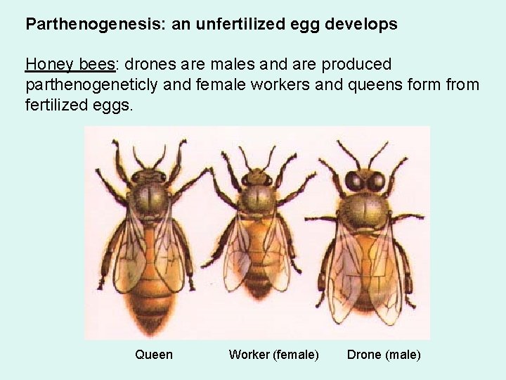 Parthenogenesis: an unfertilized egg develops Honey bees: drones are males and are produced parthenogeneticly