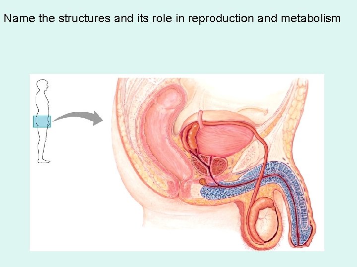 Name the structures and its role in reproduction and metabolism 