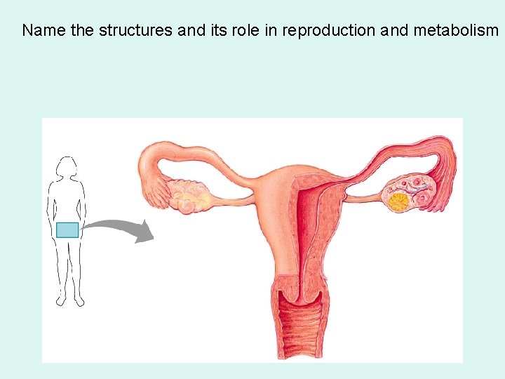 Name the structures and its role in reproduction and metabolism 