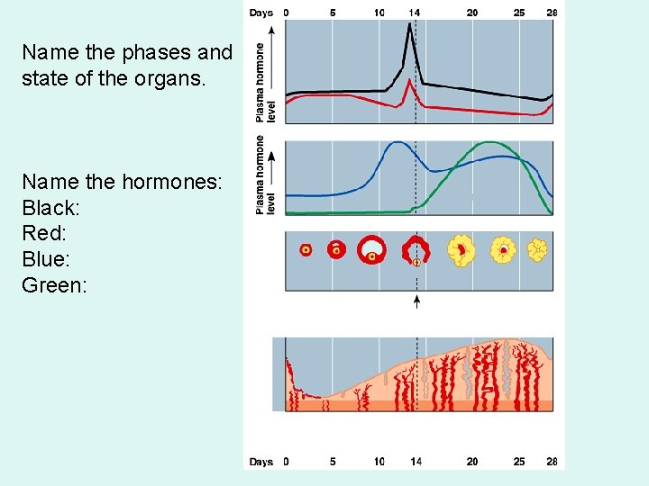 Name the phases and state of the organs. Name the hormones: Black: Red: Blue: Name the phases and state of the organs. Name the hormones: Black: Red: Blue: