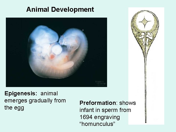 Animal Development Epigenesis: animal emerges gradually from the egg Preformation: shows infant in sperm Animal Development Epigenesis: animal emerges gradually from the egg Preformation: shows infant in sperm