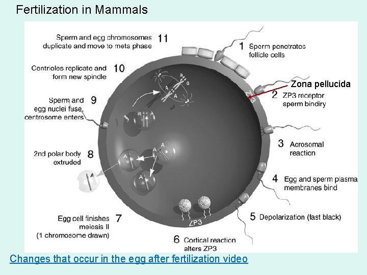 Fertilization in Mammals Zona pellucida Changes that occur in the egg after fertilization video