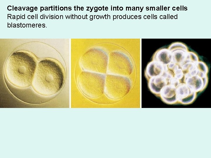 Cleavage partitions the zygote into many smaller cells Rapid cell division without growth produces