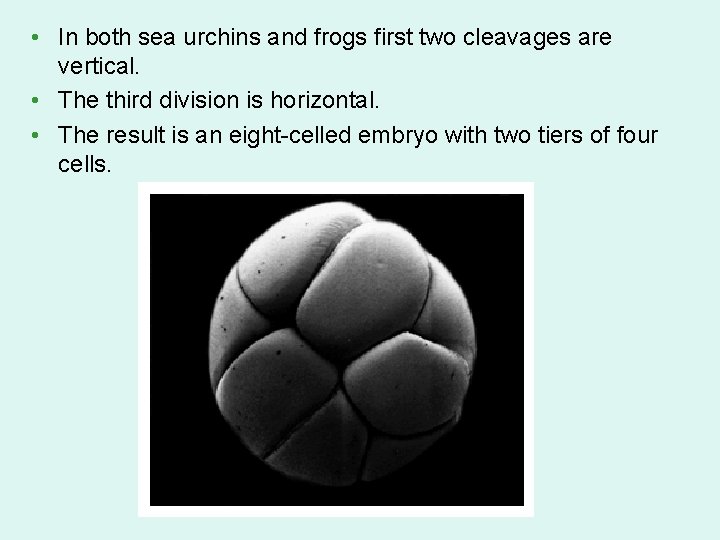  • In both sea urchins and frogs first two cleavages are vertical. •