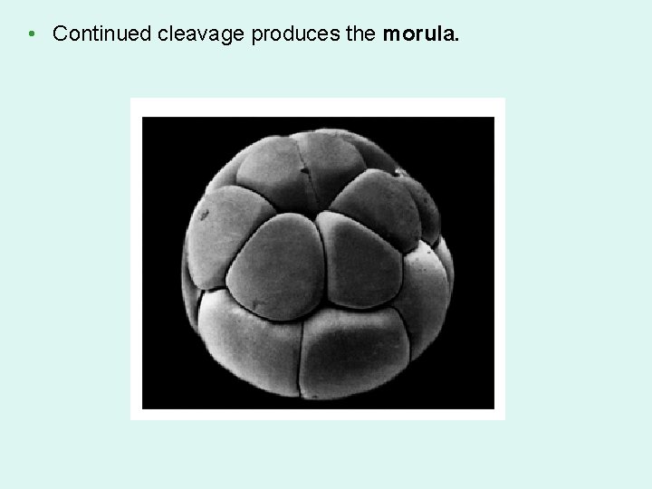  • Continued cleavage produces the morula. 