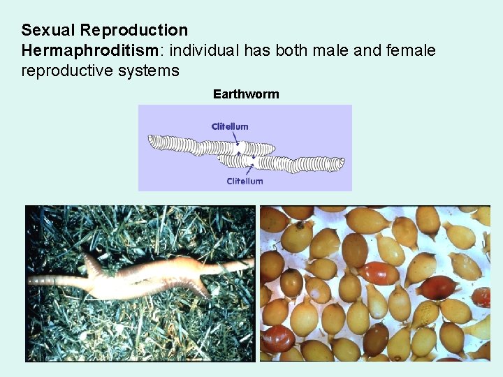 Sexual Reproduction Hermaphroditism: individual has both male and female reproductive systems Earthworm 