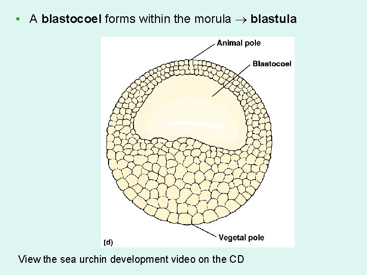  • A blastocoel forms within the morula blastula View the sea urchin development