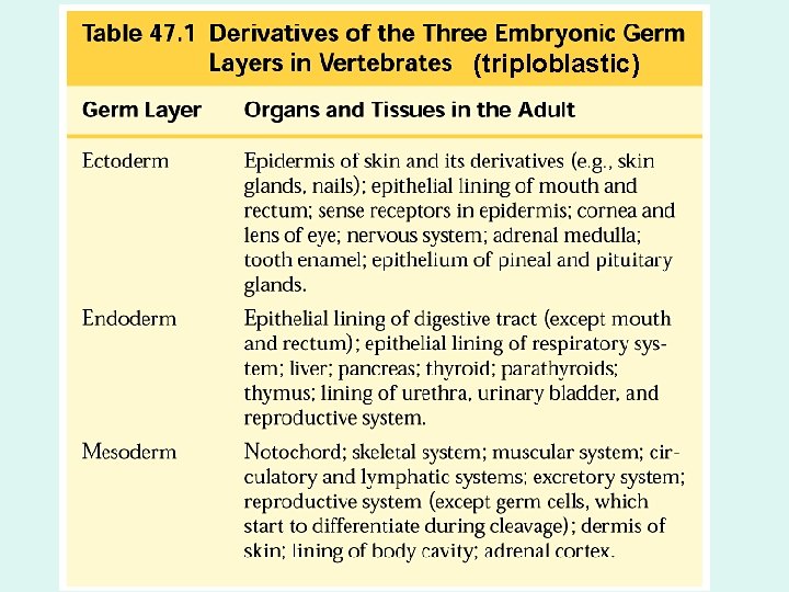 (triploblastic) (triploblastic)
