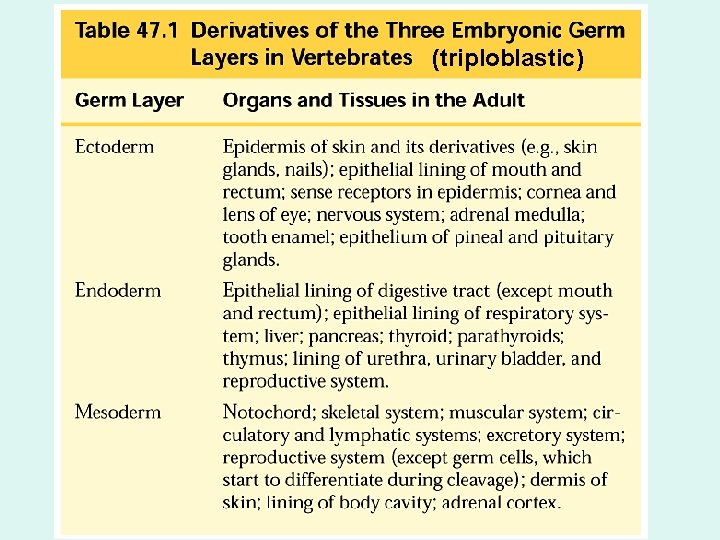 (triploblastic) 