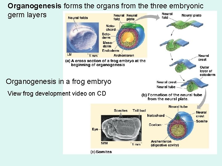 Organogenesis forms the organs from the three embryonic germ layers Organogenesis in a frog