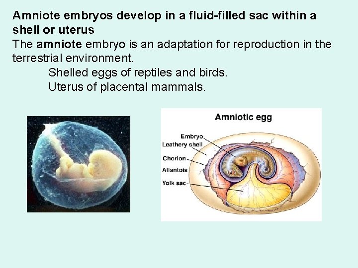 Amniote embryos develop in a fluid-filled sac within a shell or uterus The amniote