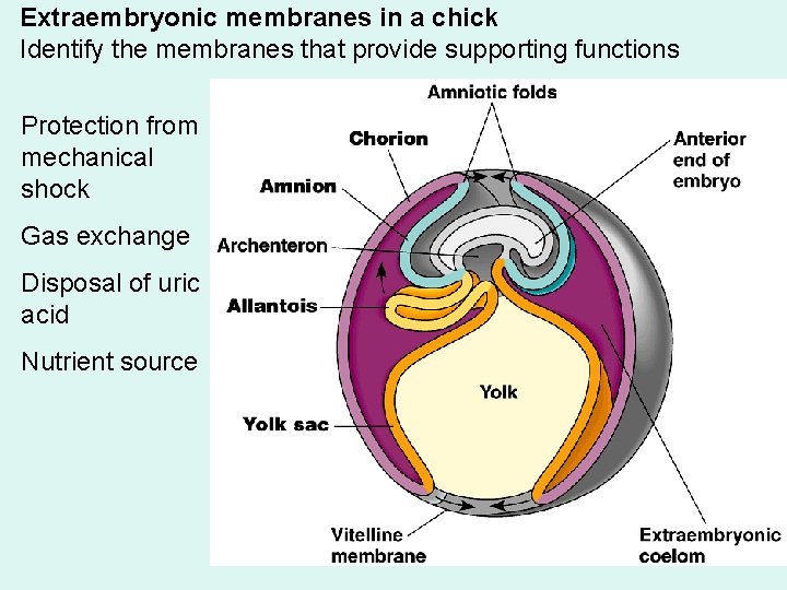 Extraembryonic membranes in a chick Identify the membranes that provide supporting functions Protection from Extraembryonic membranes in a chick Identify the membranes that provide supporting functions Protection from