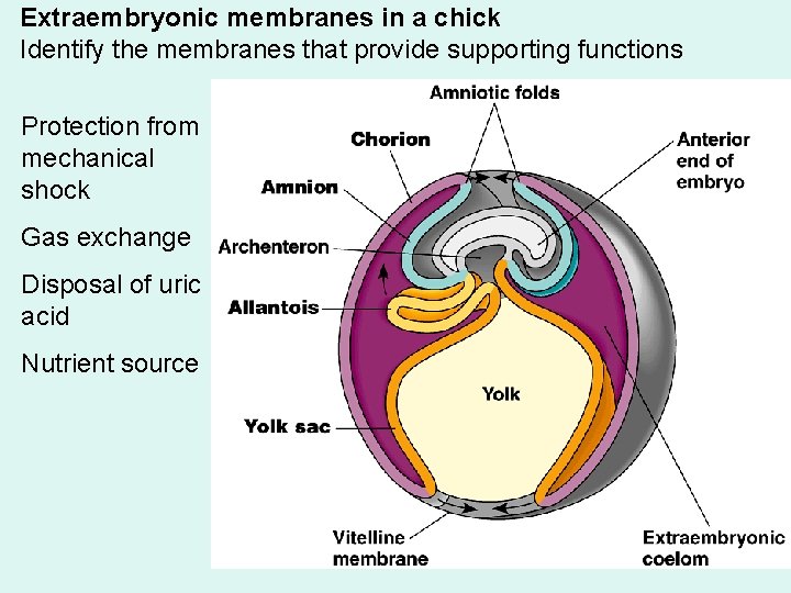 Extraembryonic membranes in a chick Identify the membranes that provide supporting functions Protection from