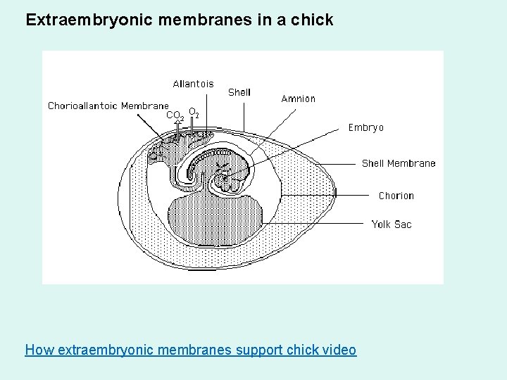 Extraembryonic membranes in a chick How extraembryonic membranes support chick video 