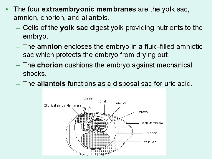 • The four extraembryonic membranes are the yolk sac, amnion, chorion, and allantois. • The four extraembryonic membranes are the yolk sac, amnion, chorion, and allantois.