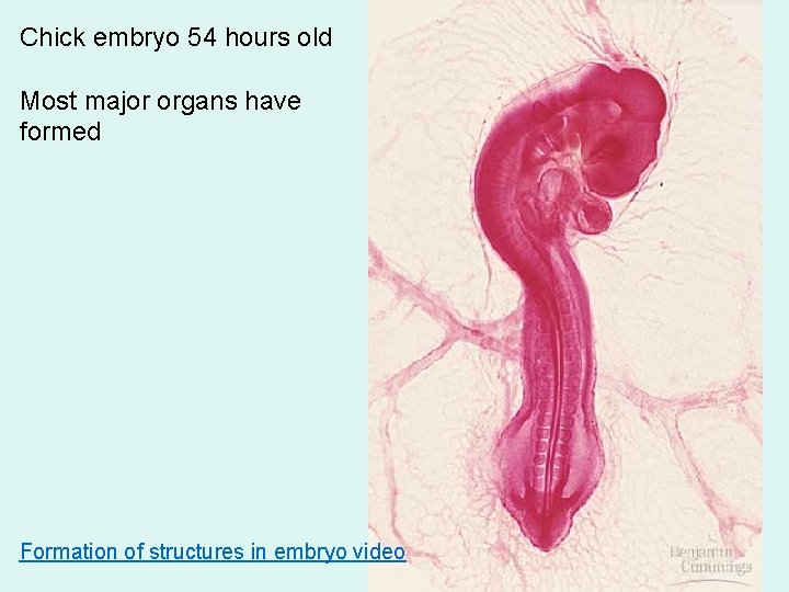 Chick embryo 54 hours old Most major organs have formed Formation of structures in