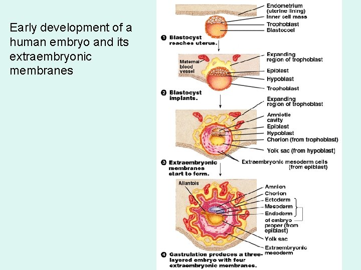 Early development of a human embryo and its extraembryonic membranes Early development of a human embryo and its extraembryonic membranes