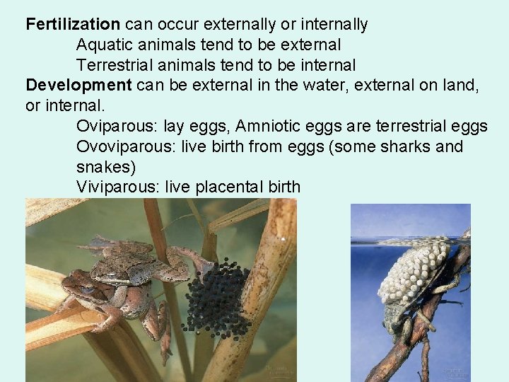 Fertilization can occur externally or internally Aquatic animals tend to be external Terrestrial animals