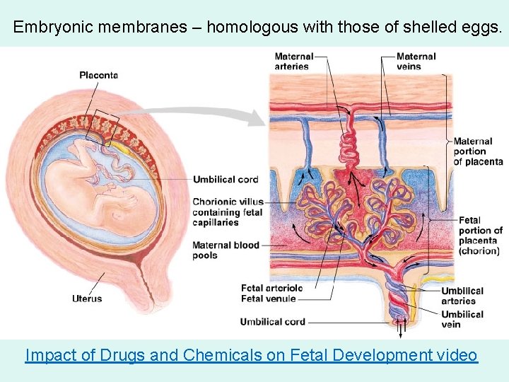 Embryonic membranes – homologous with those of shelled eggs. Impact of Drugs and Chemicals