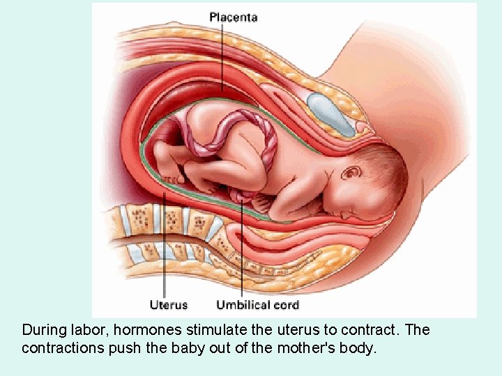 During labor, hormones stimulate the uterus to contract. The contractions push the baby out