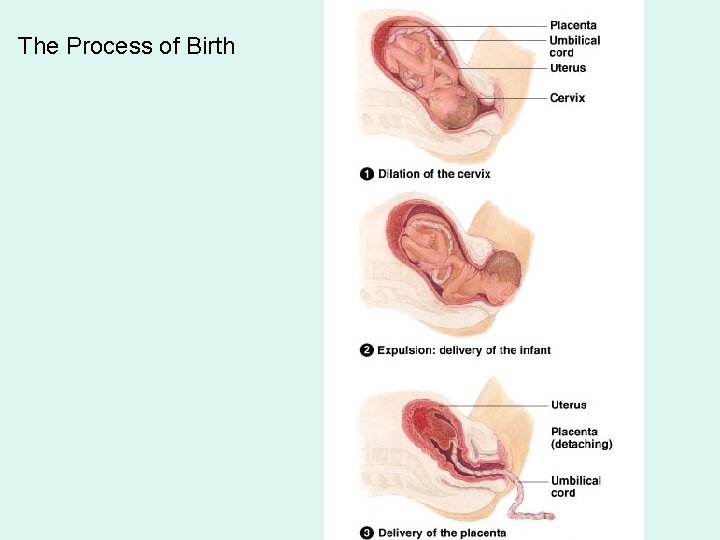 The Process of Birth 