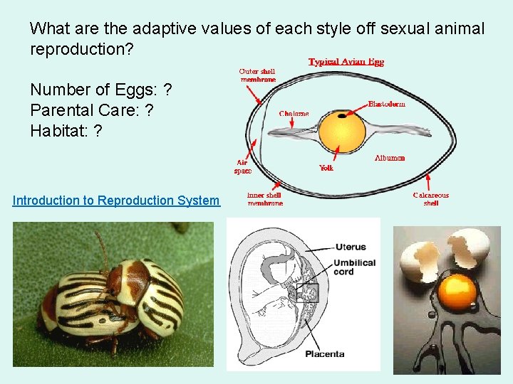 What are the adaptive values of each style off sexual animal reproduction? Number of