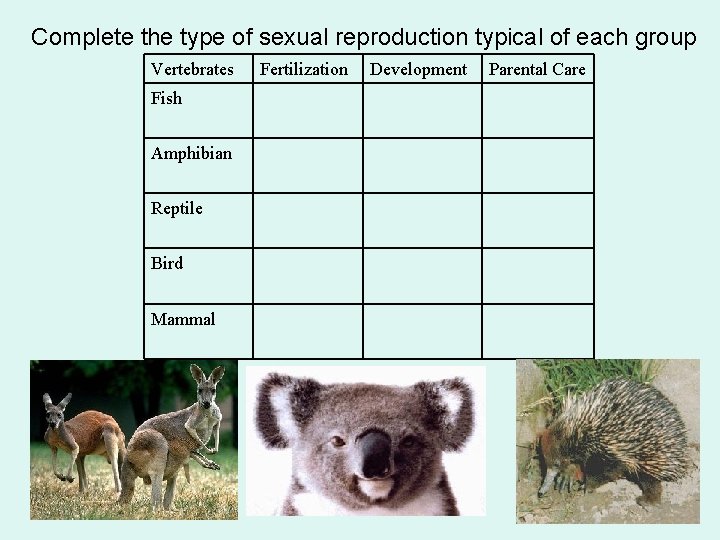 Complete the type of sexual reproduction typical of each group Vertebrates Fish Amphibian Reptile