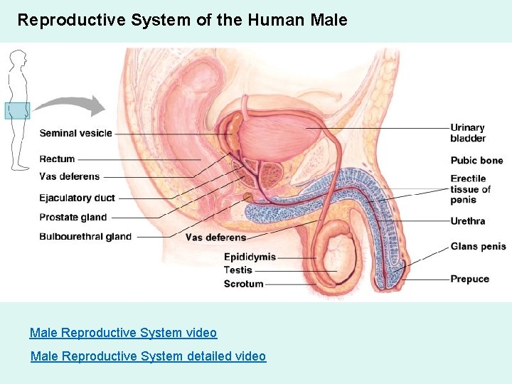 Reproductive System of the Human Male Reproductive System video Male Reproductive System detailed video Reproductive System of the Human Male Reproductive System video Male Reproductive System detailed video