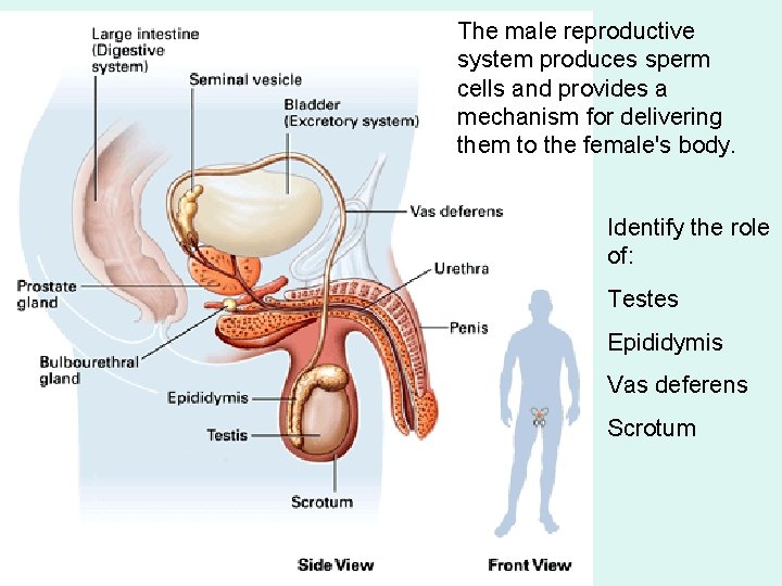 The male reproductive system produces sperm cells and provides a mechanism for delivering them The male reproductive system produces sperm cells and provides a mechanism for delivering them