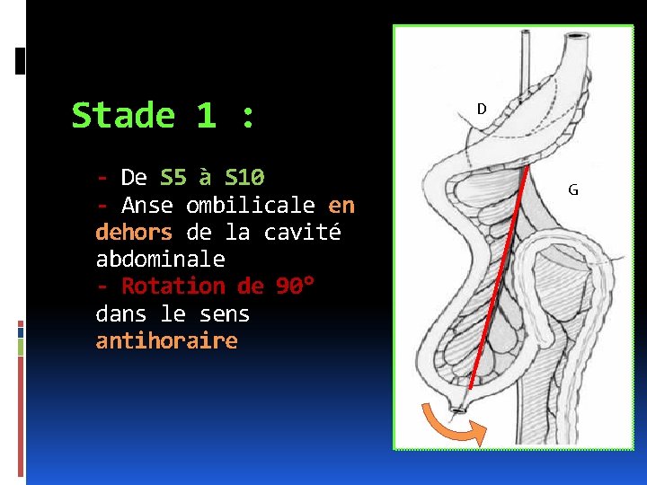 Stade 1 : - De S 5 à S 10 - Anse ombilicale en