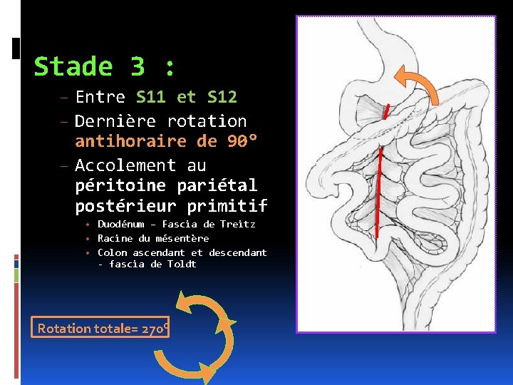 Stade 3 : – Entre S 11 et S 12 – Dernière rotation antihoraire