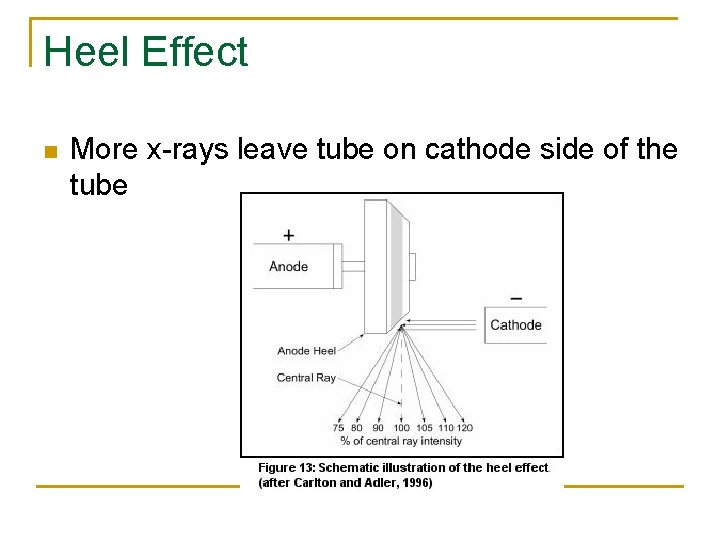 Heel Effect n More x-rays leave tube on cathode side of the tube 