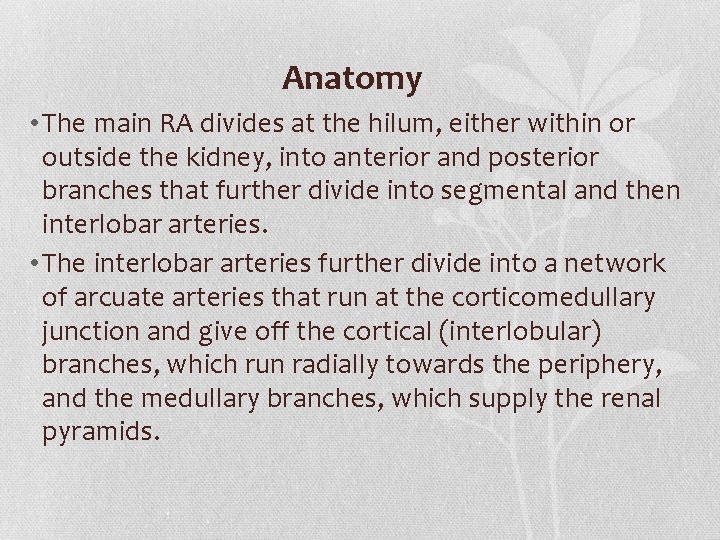 Anatomy • The main RA divides at the hilum, either within or outside the