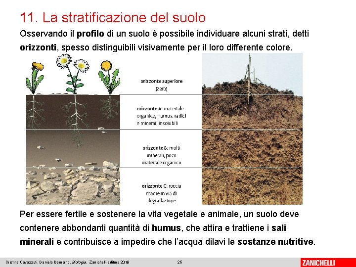 11. La stratificazione del suolo Osservando il profilo di un suolo è possibile individuare