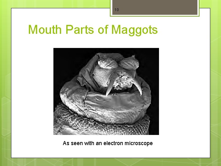 10 Mouth Parts of Maggots As seen with an electron microscope 