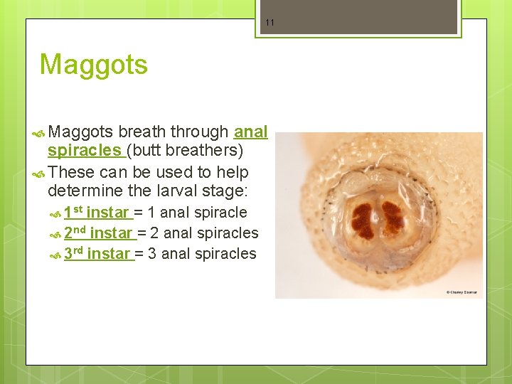 11 Maggots breath through anal spiracles (butt breathers) These can be used to help