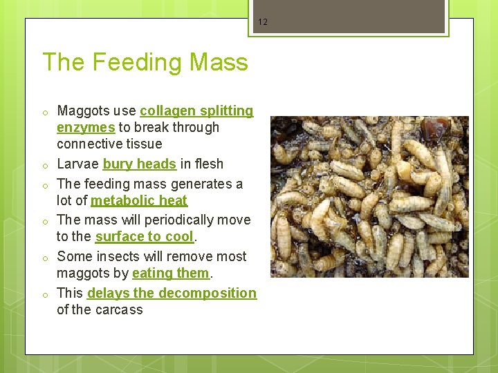 12 The Feeding Mass o o o Maggots use collagen splitting enzymes to break