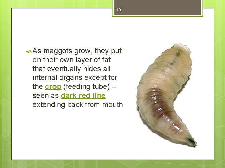 13 As maggots grow, they put on their own layer of fat that eventually